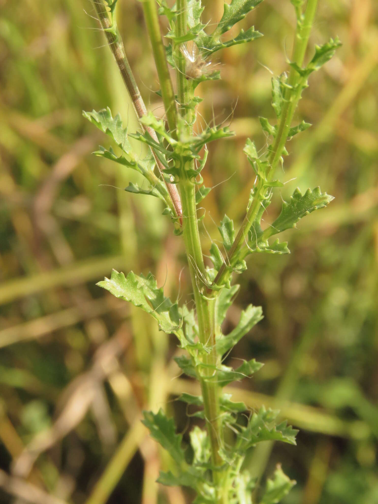 Image of poreleaf dogweed