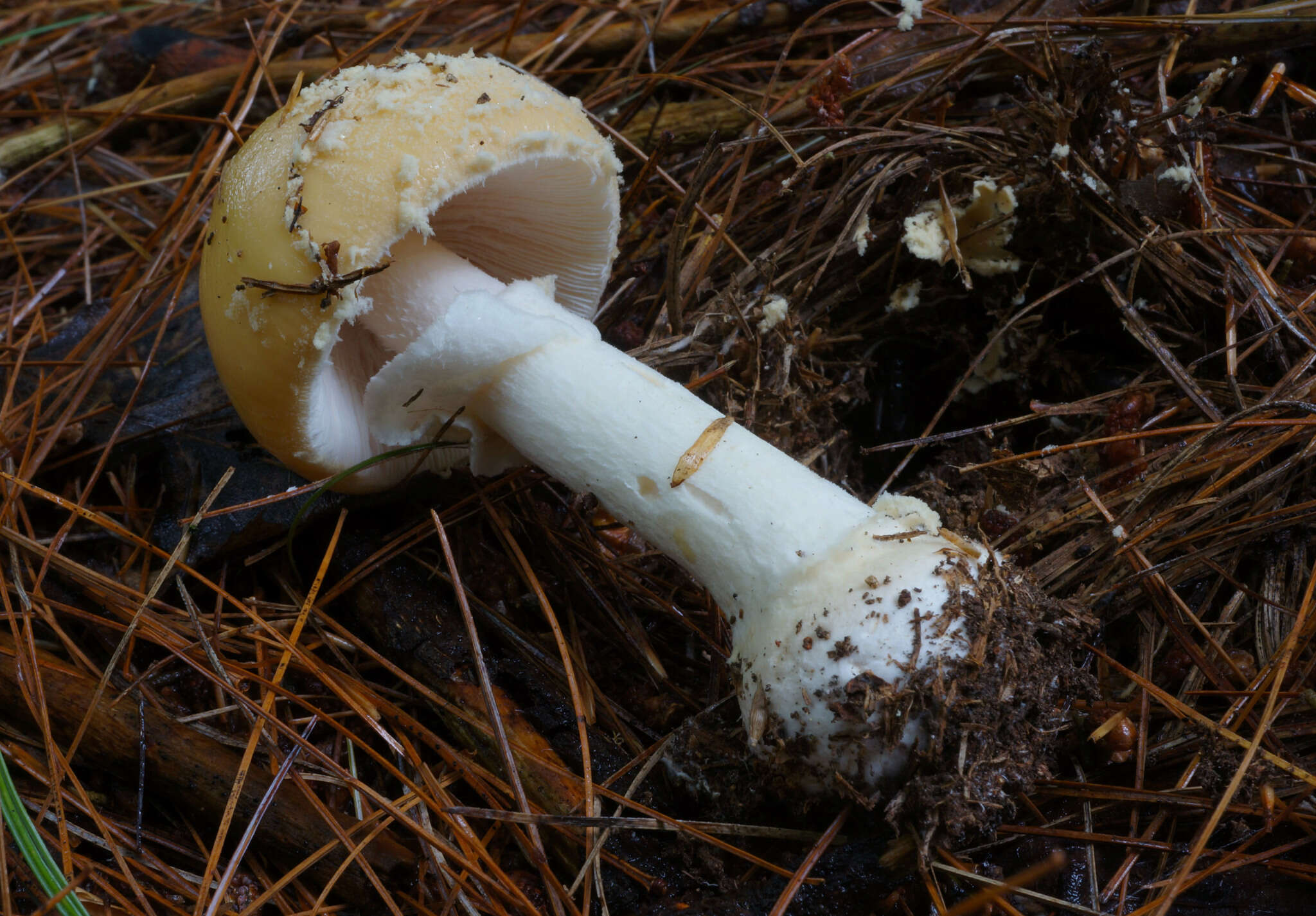 Image of Amanita crenulata Peck 1900