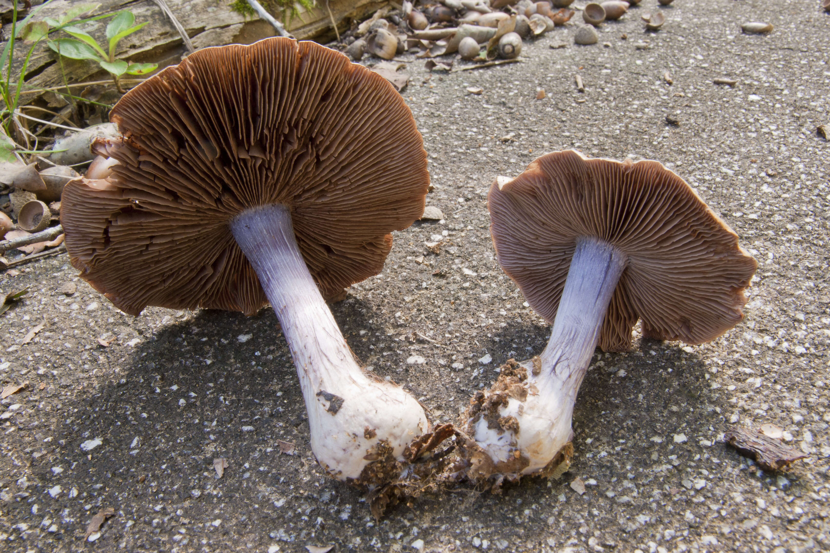 Image of Cortinarius purpurascens Fr. 1838