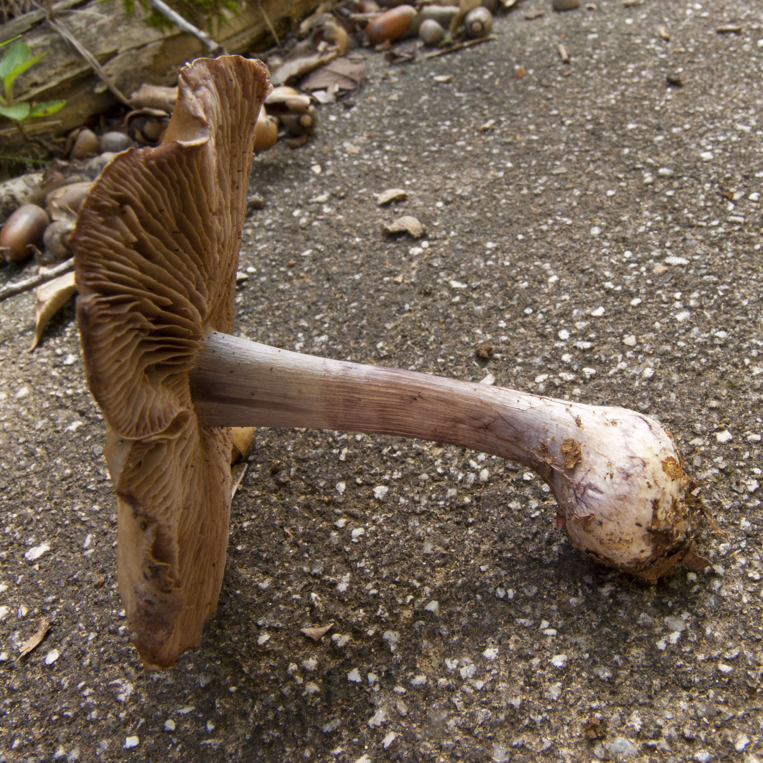 Image of Cortinarius purpurascens Fr. 1838