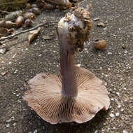 Image of Cortinarius purpurascens Fr. 1838