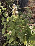 Imagem de Stachys pycnantha Benth.