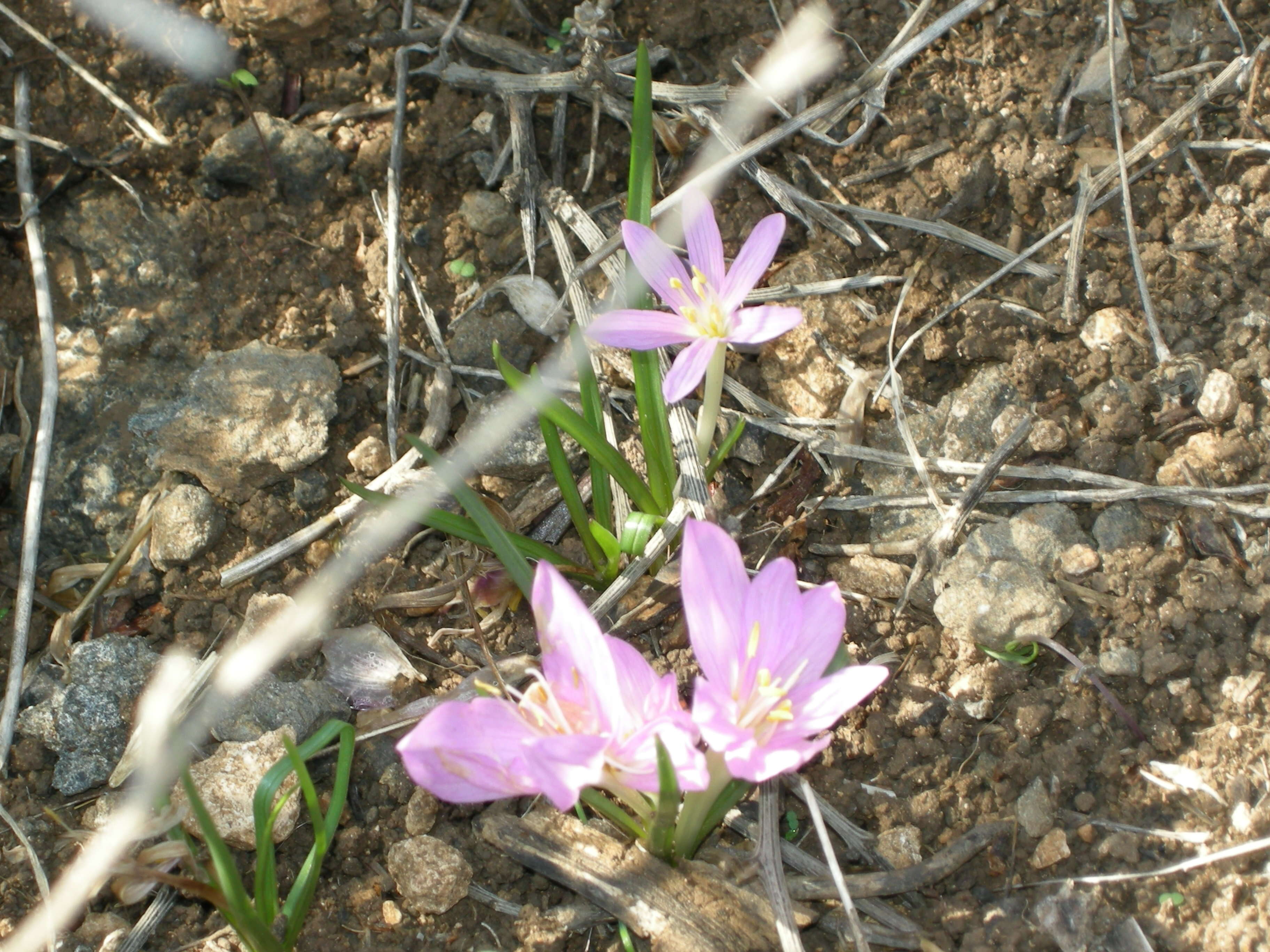 Image of Colchicum stevenii Kunth