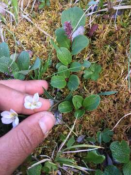 Image of Tuberous Springbeauty