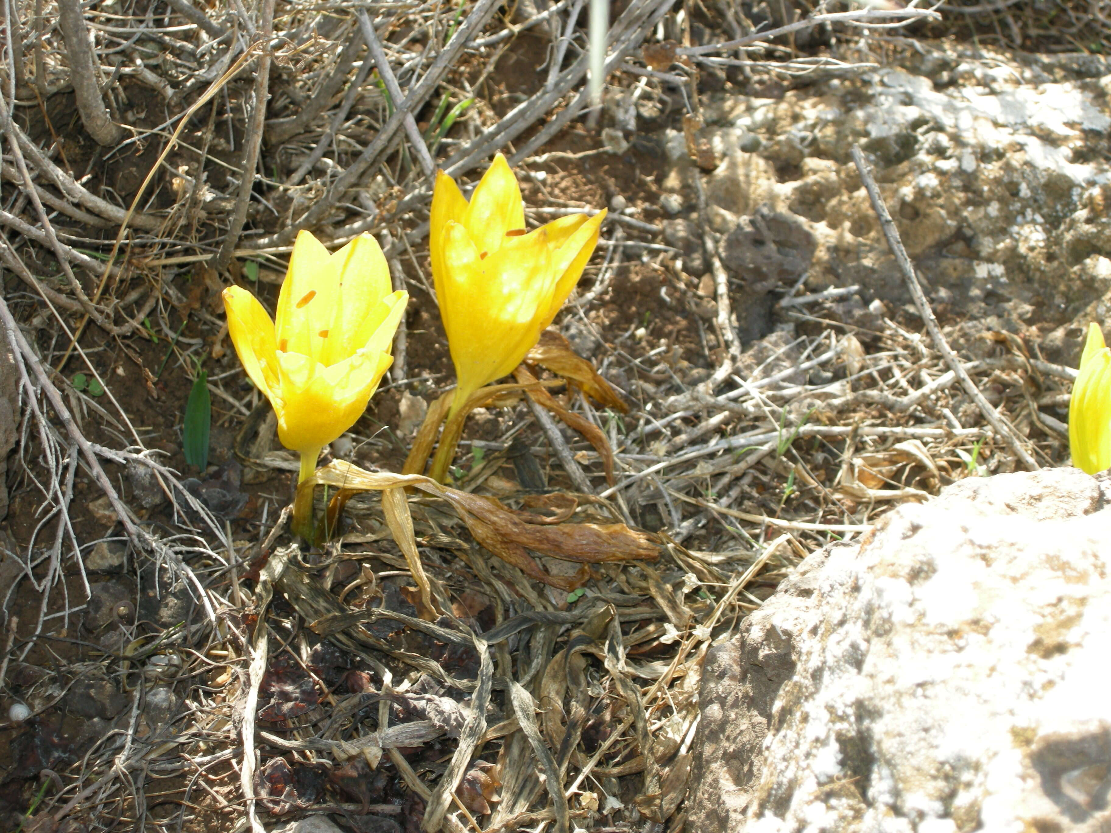 Image de Sternbergia clusiana (Ker Gawl.) Ker Gawl. ex Spreng.