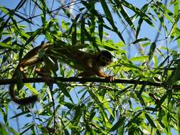 Image of Bolivian squirrel monkey