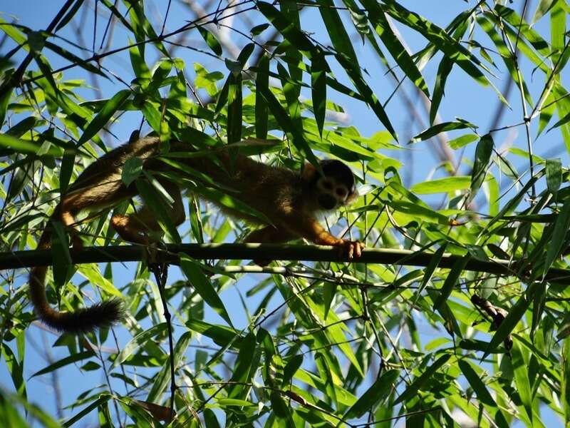 Image of Bolivian squirrel monkey