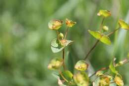 Image de Euphorbia sareptana Becker