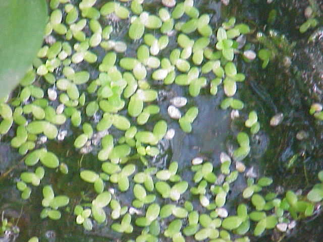 Image of Common Duckweed