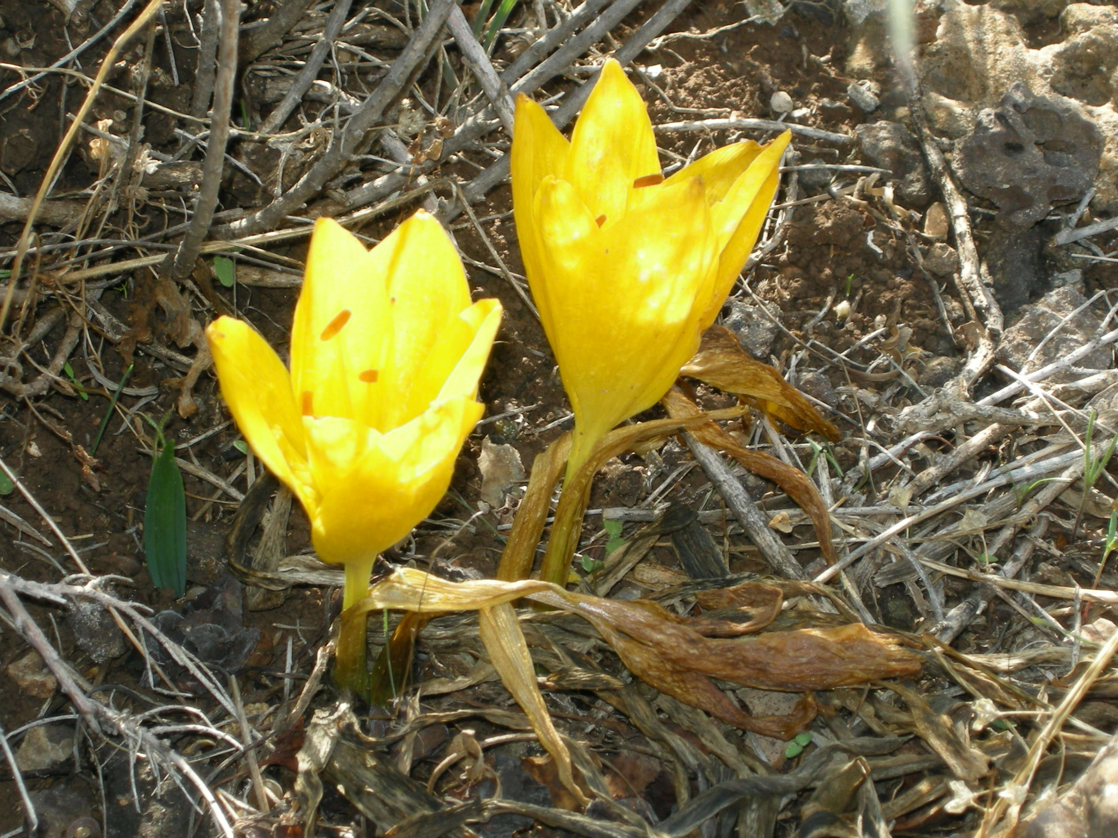 Image of Sternbergia clusiana (Ker Gawl.) Ker Gawl. ex Spreng.