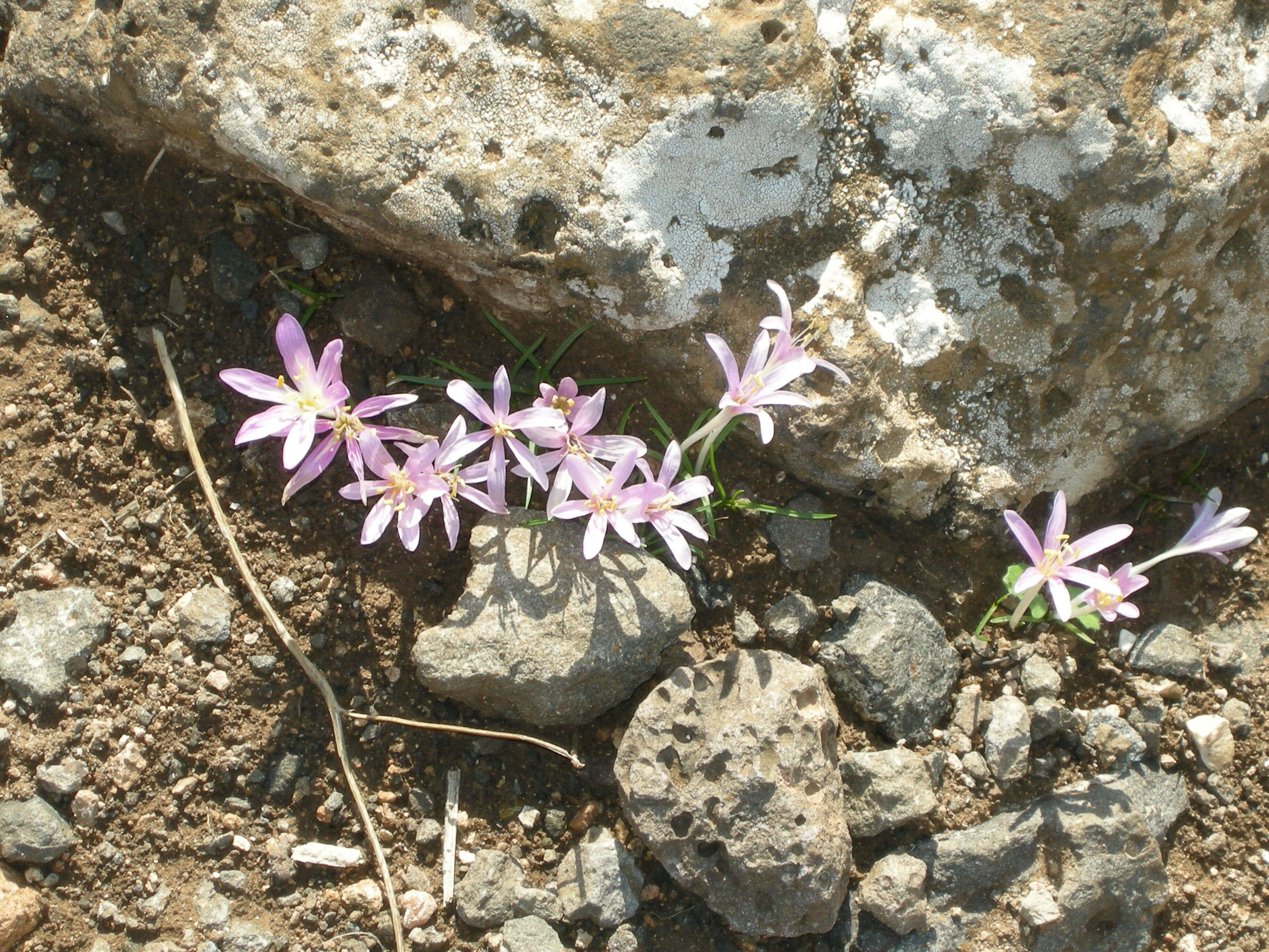 Image of Colchicum stevenii Kunth