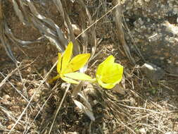 Image of Sternbergia clusiana (Ker Gawl.) Ker Gawl. ex Spreng.