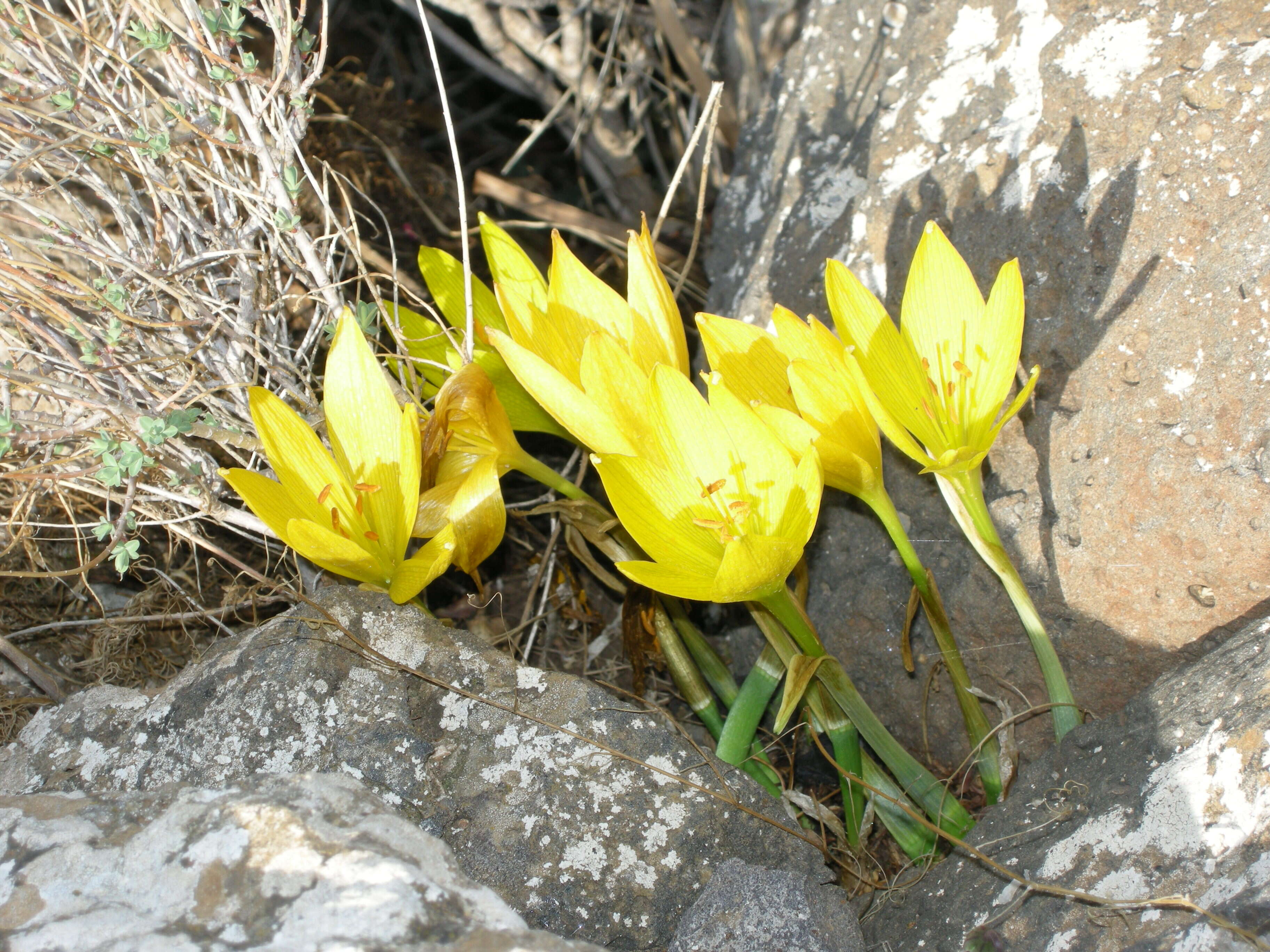 Image of Sternbergia clusiana (Ker Gawl.) Ker Gawl. ex Spreng.