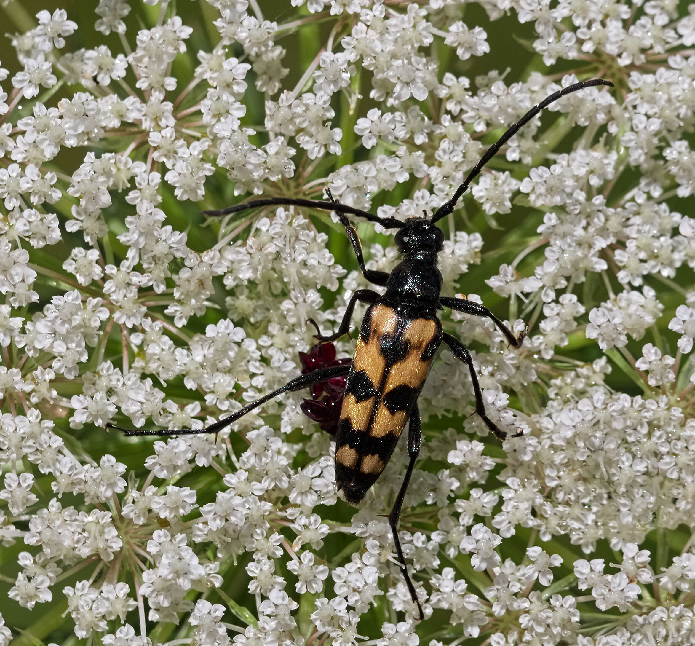 Image of Leptura quadrifasciata Linné 1758