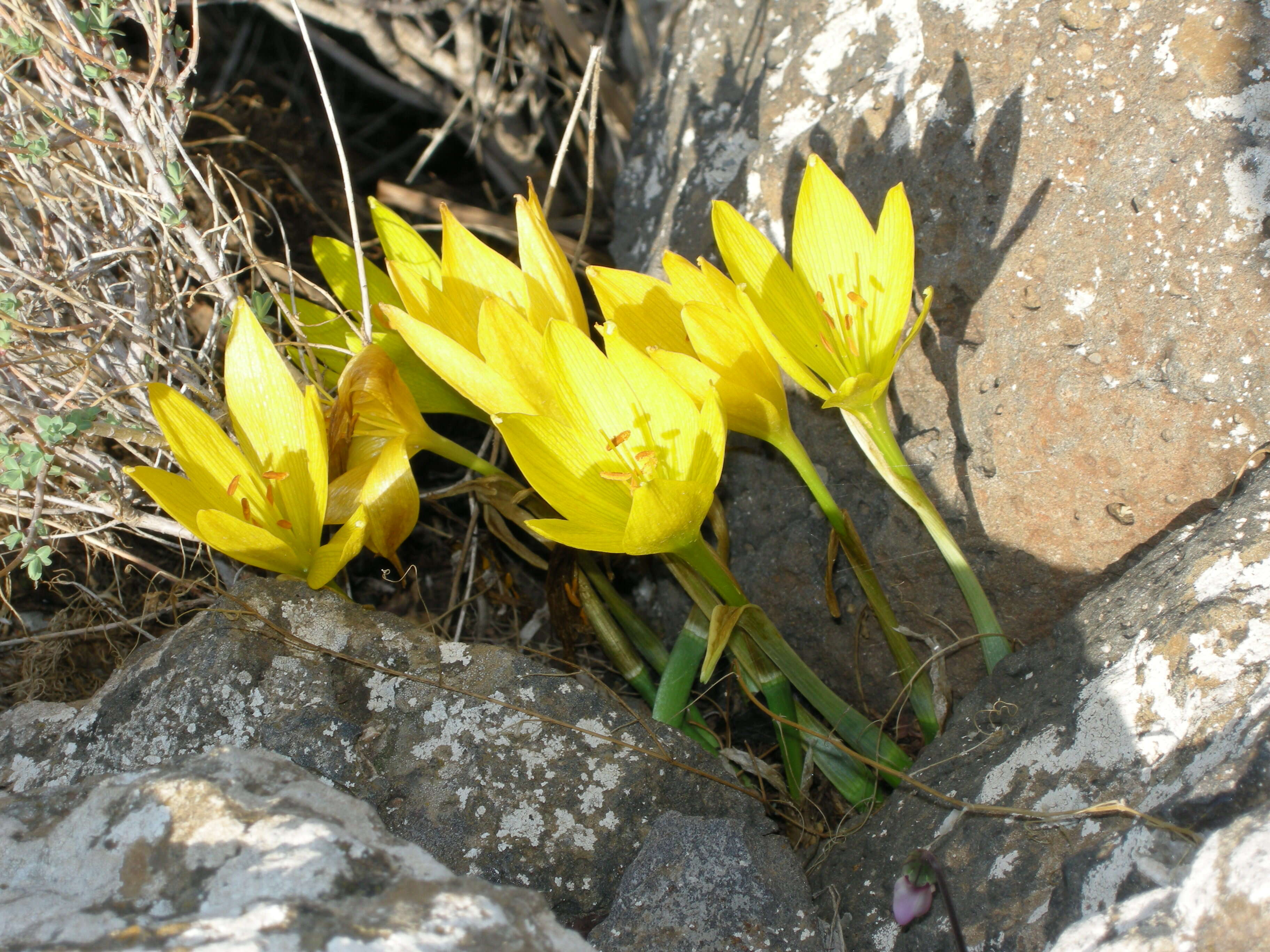 Image of Sternbergia clusiana (Ker Gawl.) Ker Gawl. ex Spreng.