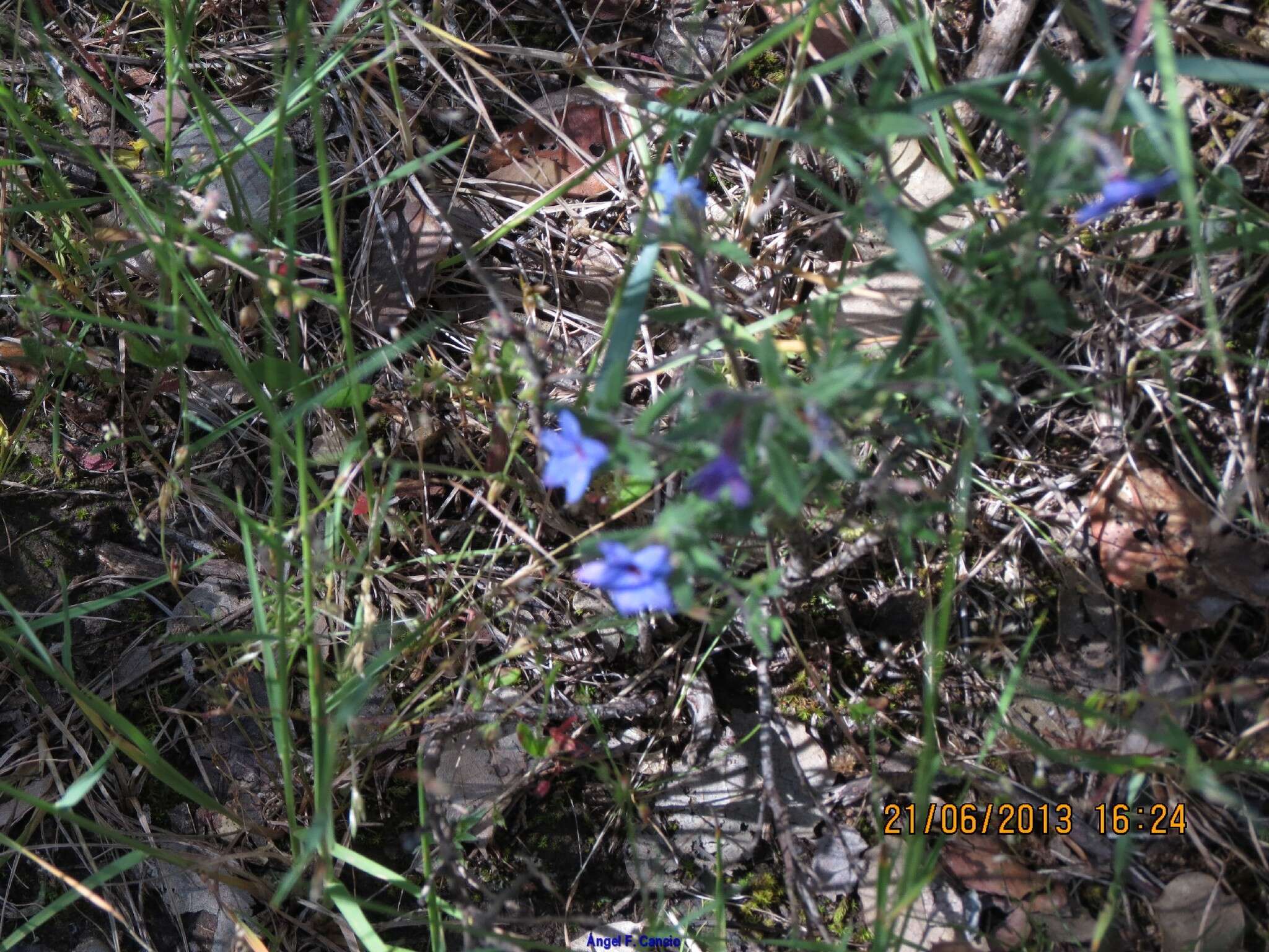 Image de Lithodora fruticosa (L.) Griseb.