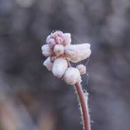 Image de Heuchera glomerulata C. O. Rosend. Butters & Lakela