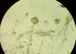 Image of Aspergillus oryzae