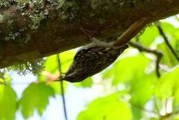 Image of Short-toed Treecreeper