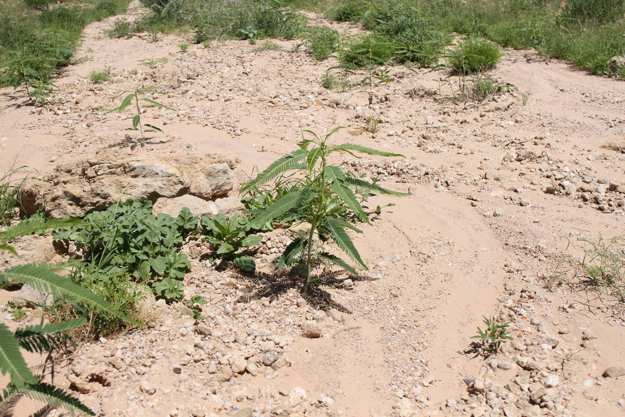 Image of Sesbania sphaerosperma Welw.