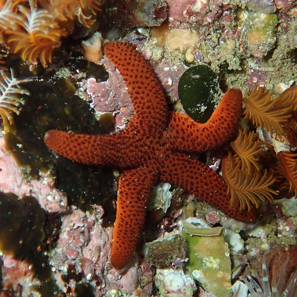 Henricia ornata (Perrier 1869) resmi