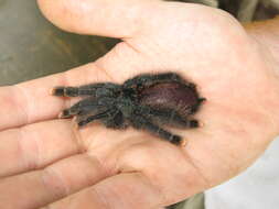 Image de Avicularia avicularia (Linnaeus 1758)