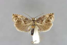 Image of beech moth