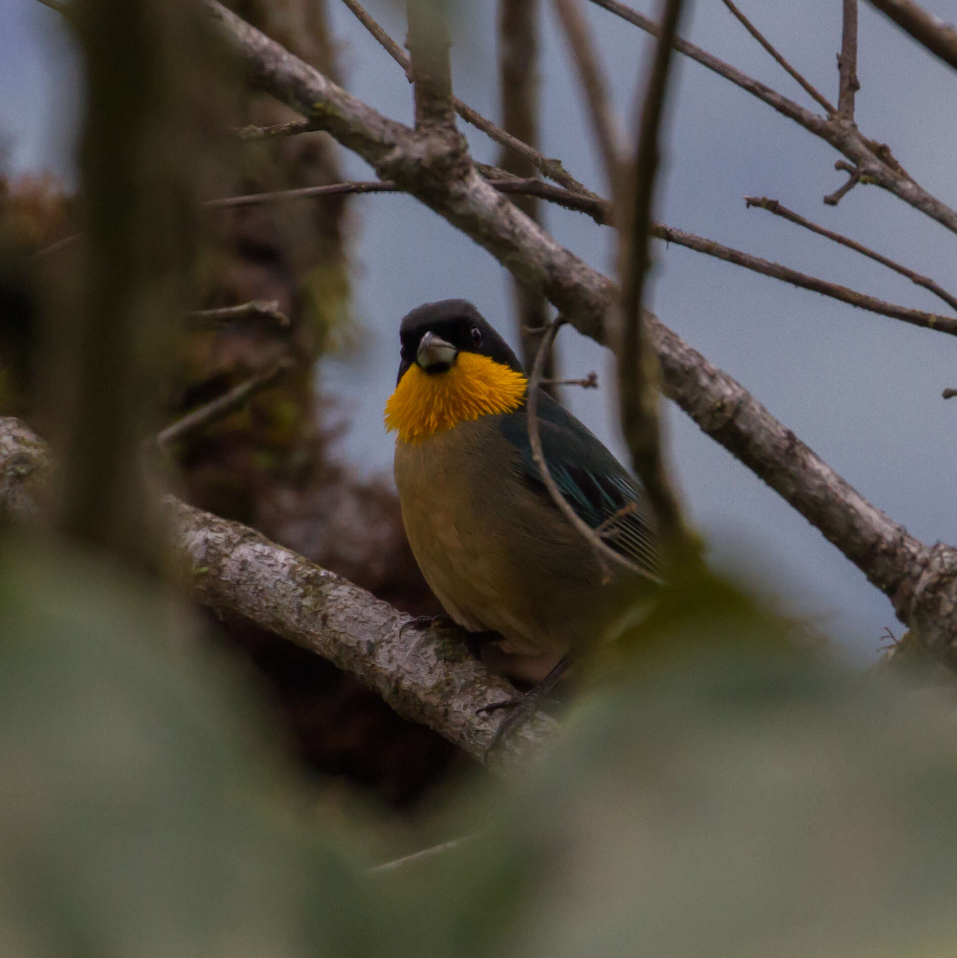 Image of Yellow-throated Tanager