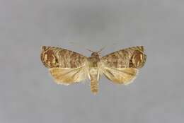 Image of codling moth