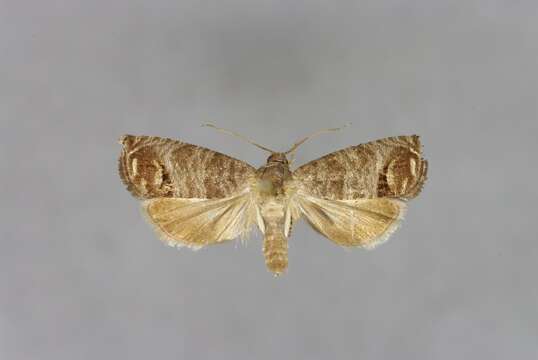 Image of codling moth