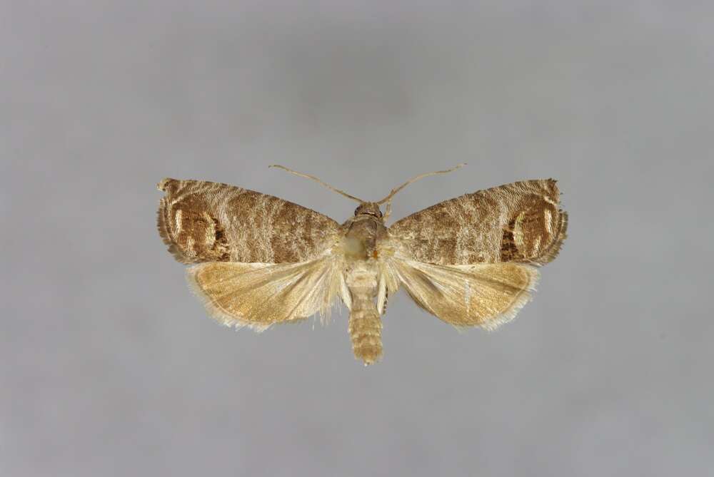 Image of codling moth