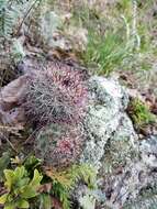 Image of Mammillaria rhodantha subsp. fera-rubra (F. Schmoll ex R. T. Craig) D. R. Hunt