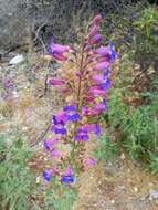 Слика од Penstemon spectabilis Thurb. ex Torr. & Gray