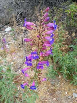 Image of Penstemon spectabilis Thurb. ex Torr. & Gray