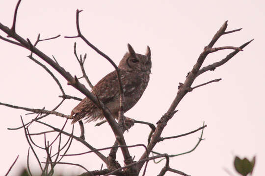 Image of Greyish Eagle-Owl