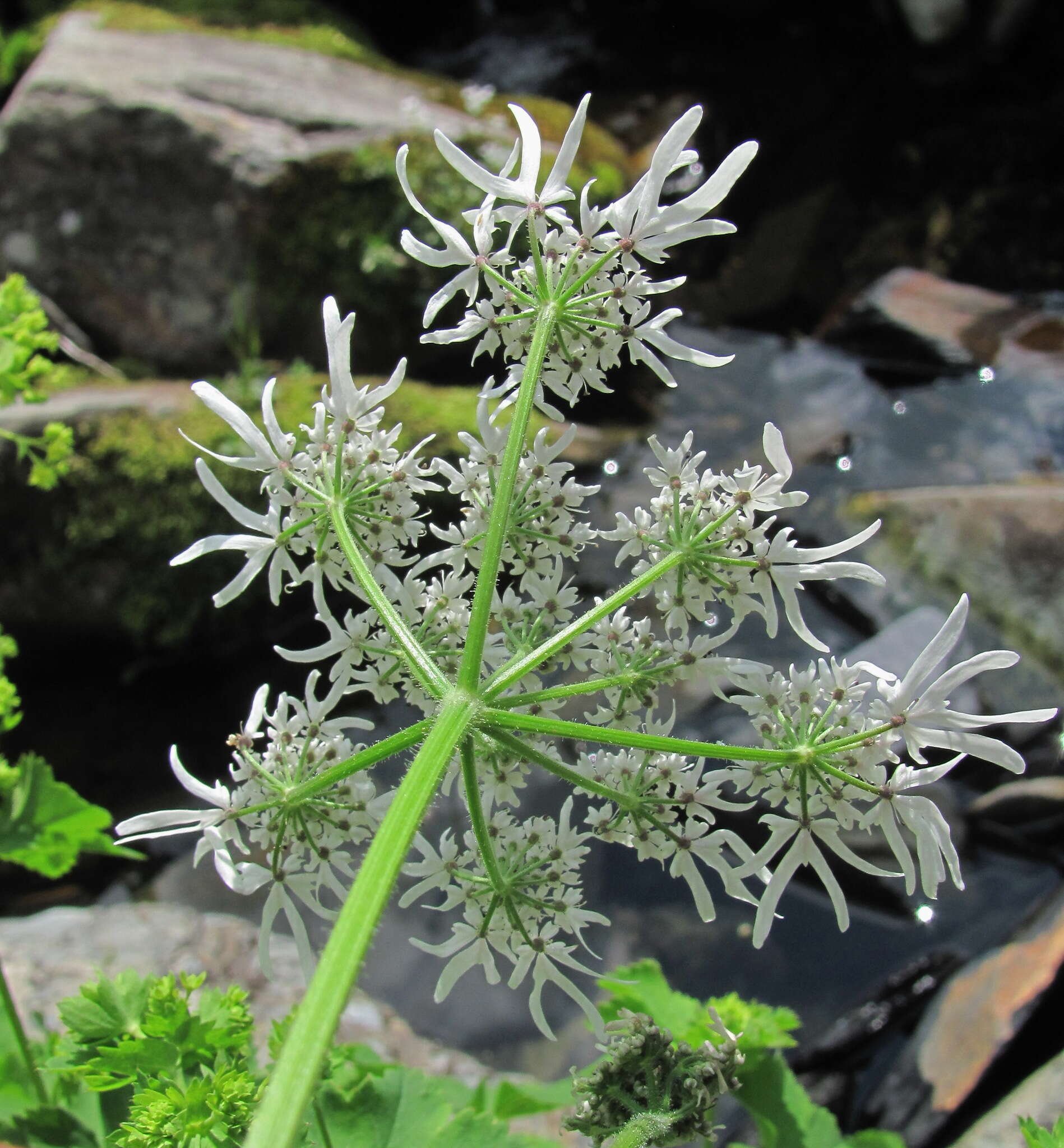 صورة Heracleum apiifolium Boiss.