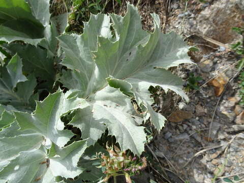 Image of Carlina acanthifolia subsp. acanthifolia