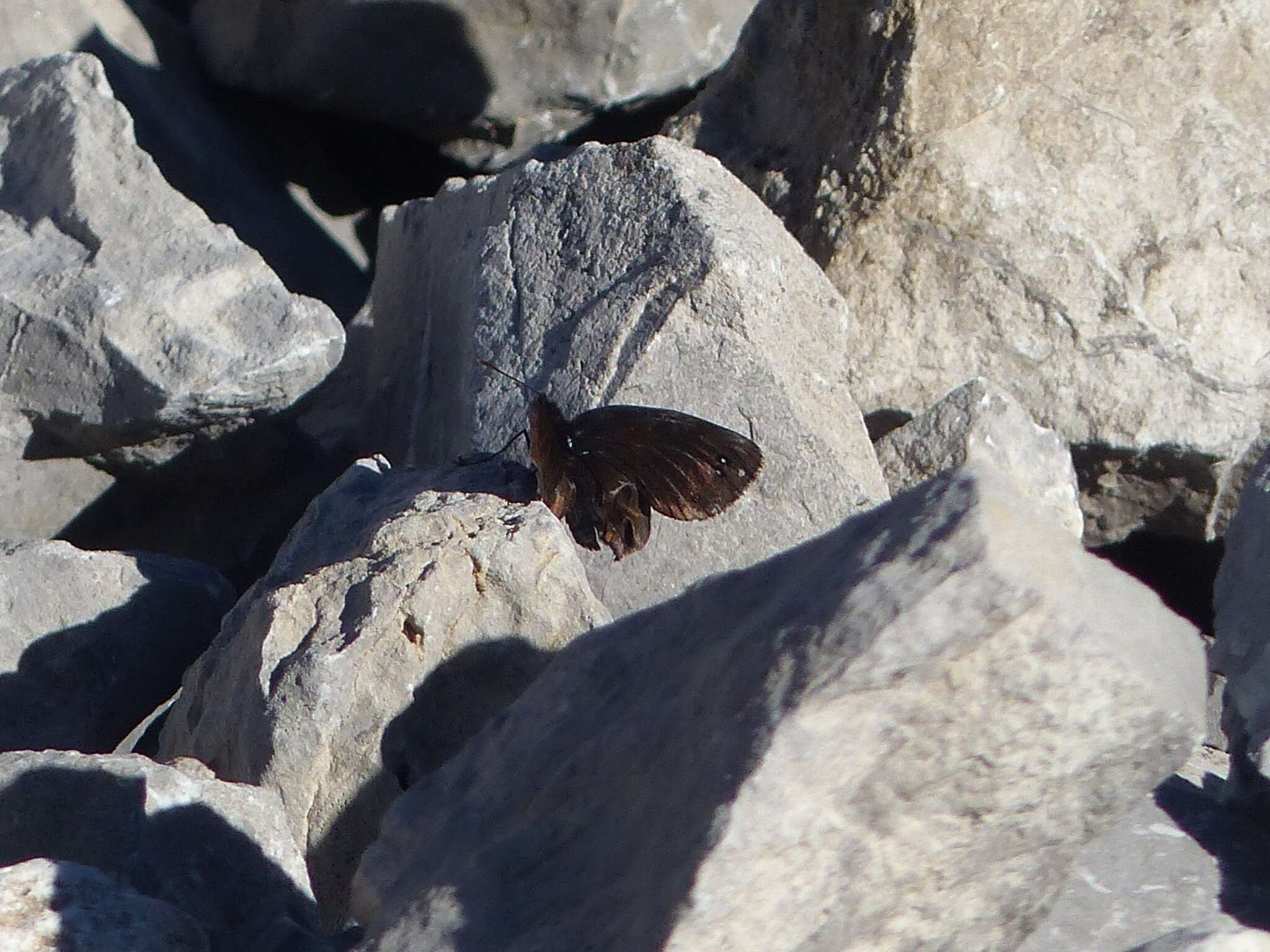 Image of Lefèbvre’s Ringlet