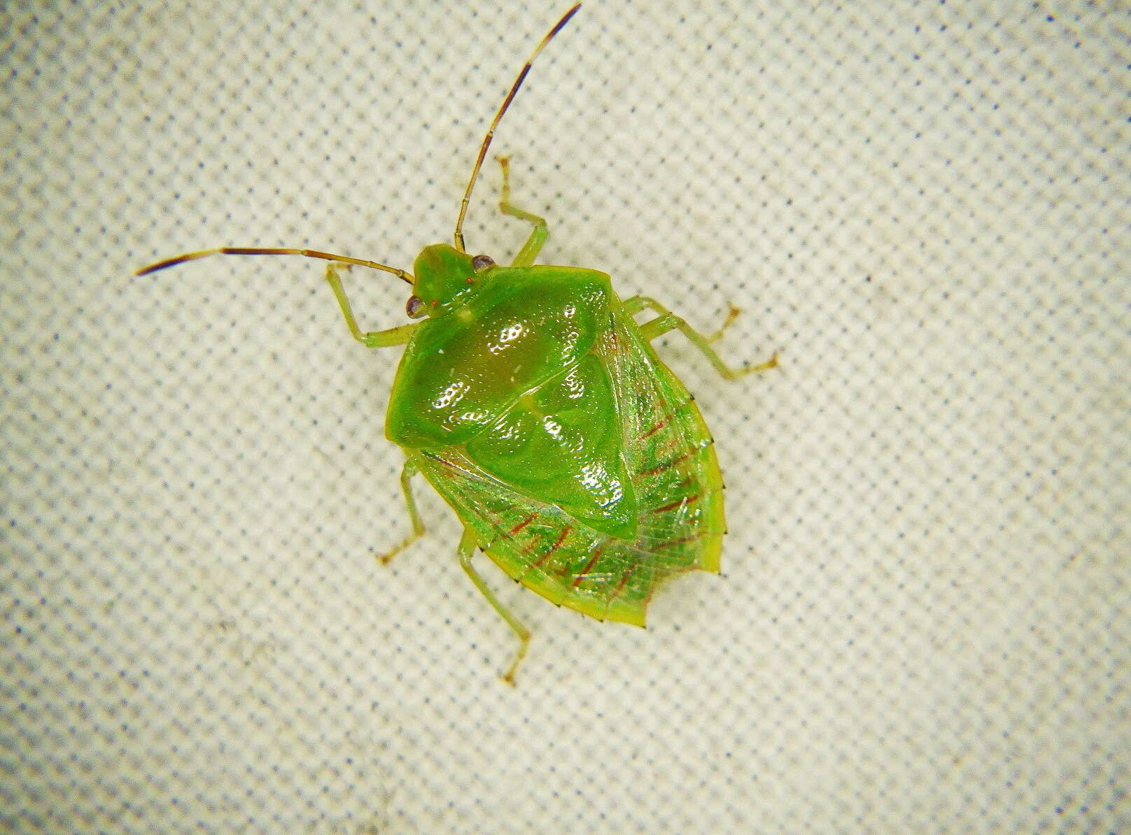 Image of Glaucioides englemani Thomas 1980