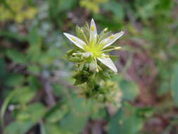 Слика од Sedum radiatum subsp. ciliosum (T. J. Howell) Clausen