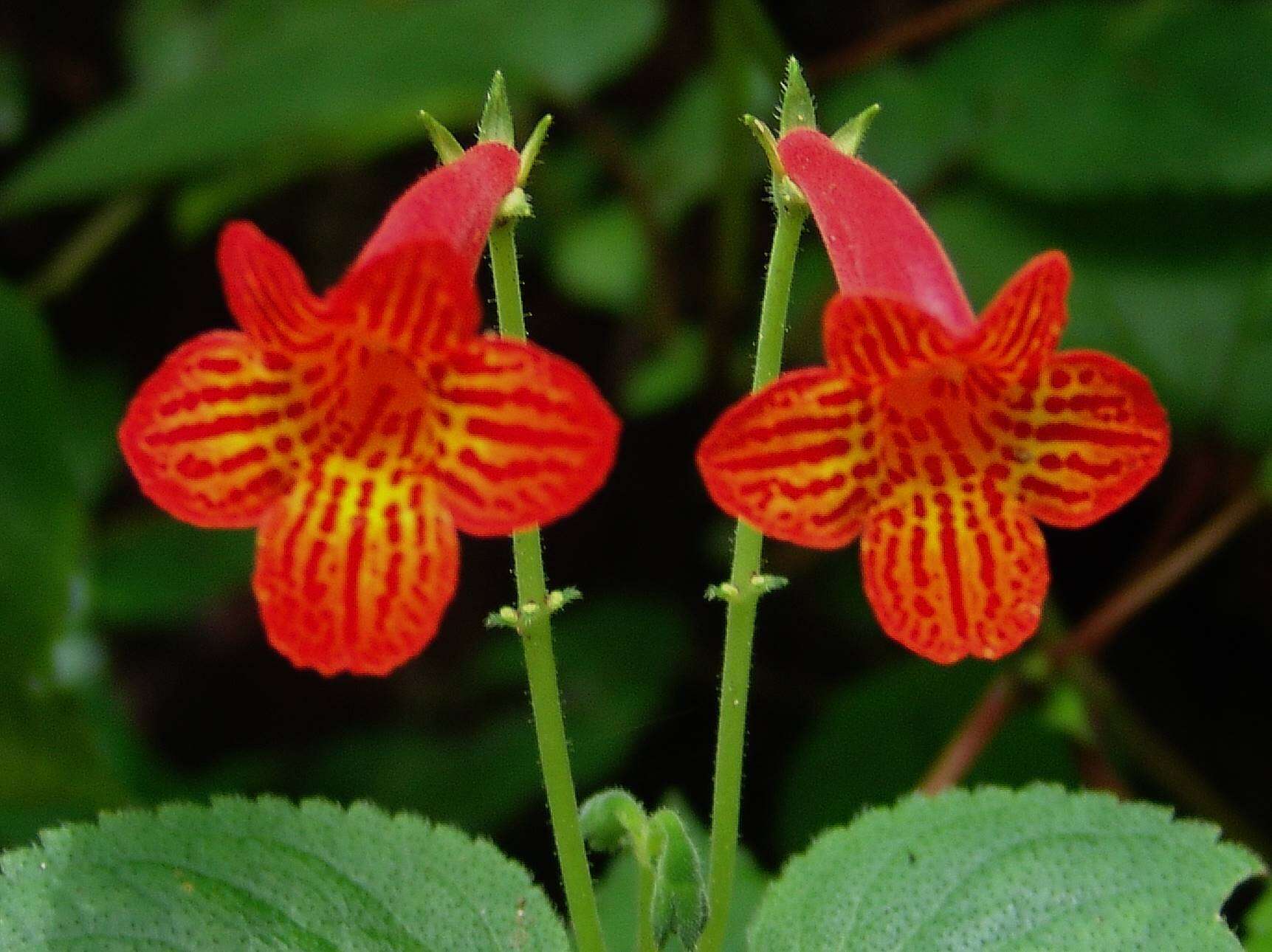 Image of Achimenes pedunculata Benth.