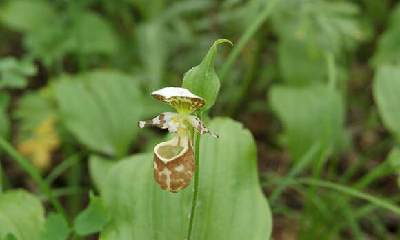 Image of Spotted lady slipper