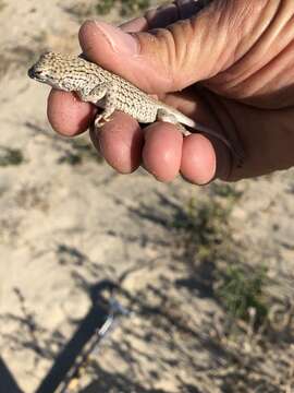 Image of Coachella Valley Fringe-toed Lizard