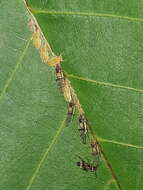 Image of Aphid