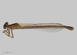 Image of Common Redcoat Damselfly