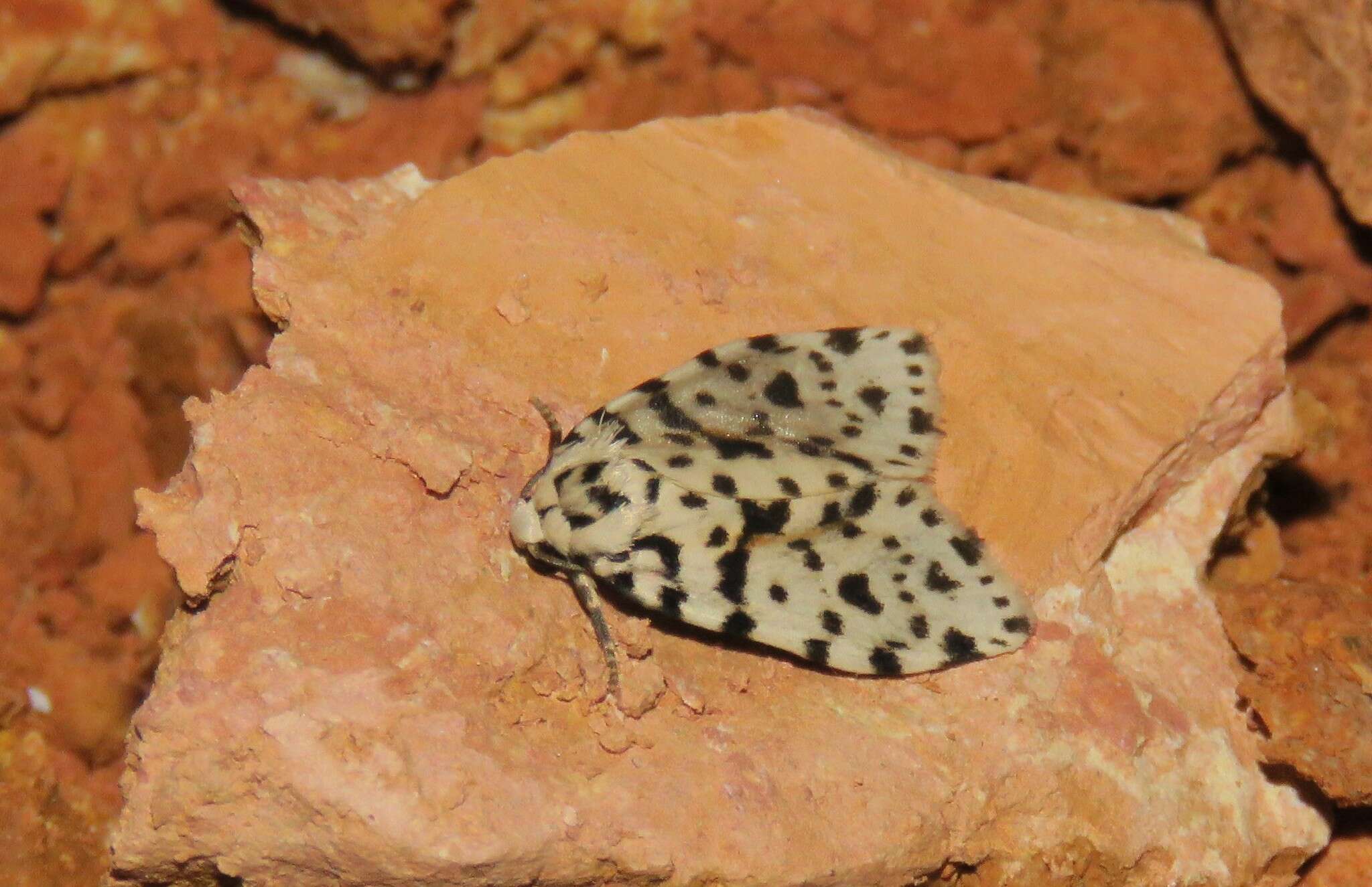 Image of Clemensia leopardina Schaus 1911