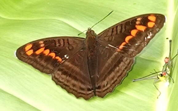 Слика од Adelpha levona