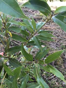 صورة Lithocarpus nantoensis (Hayata) Hayata