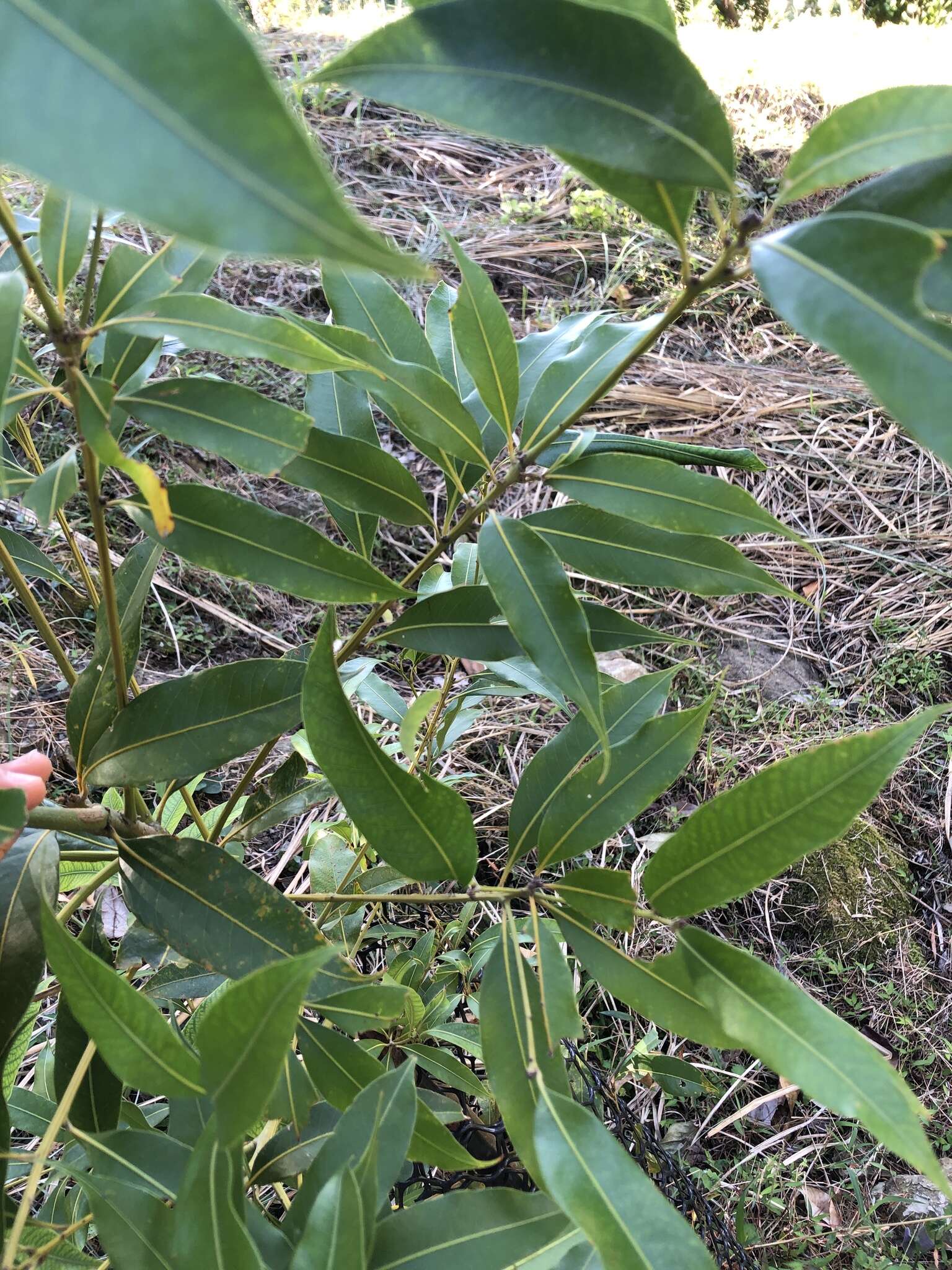 Image of Lithocarpus nantoensis (Hayata) Hayata