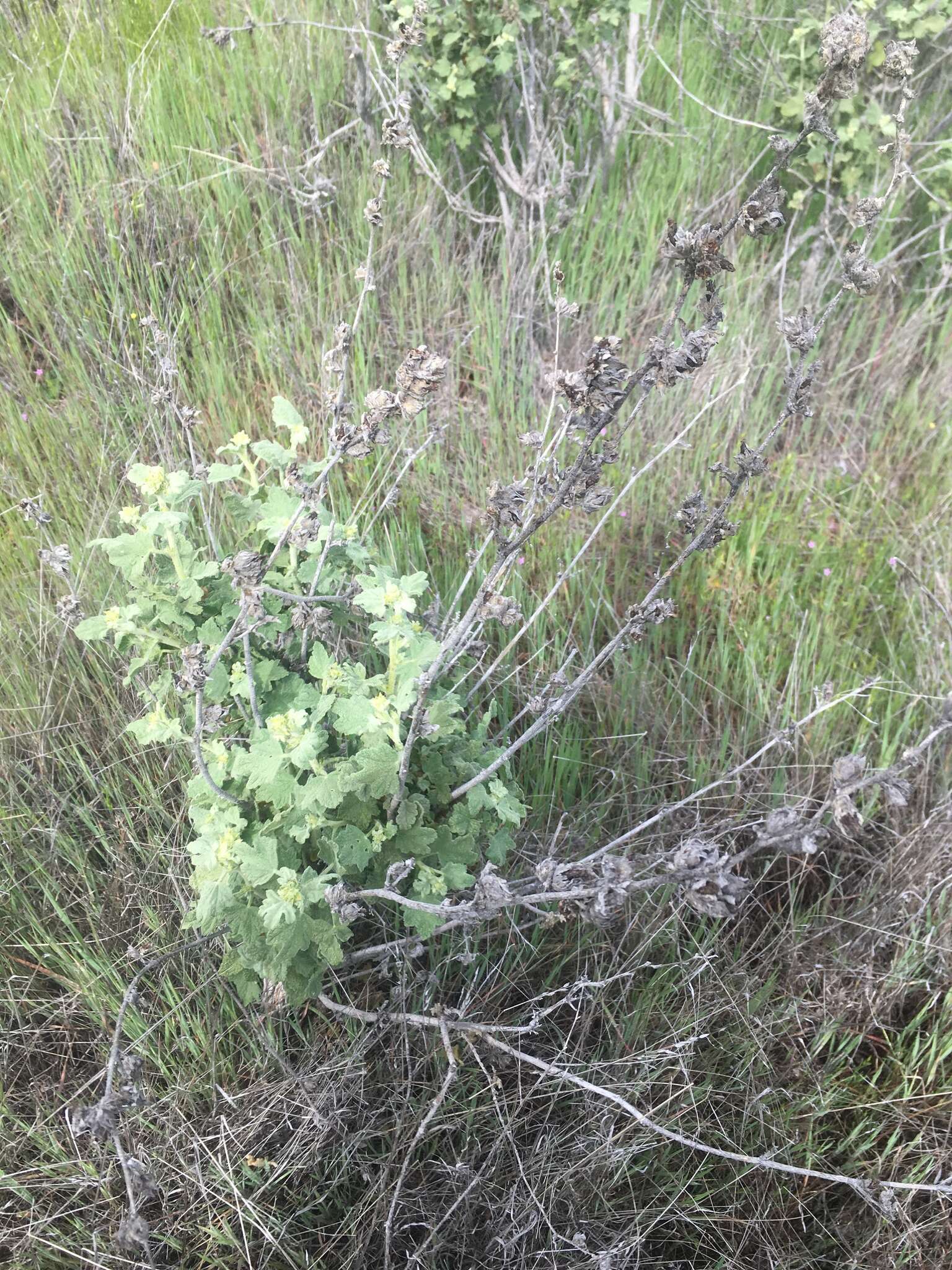 Image of Indian Valley bushmallow